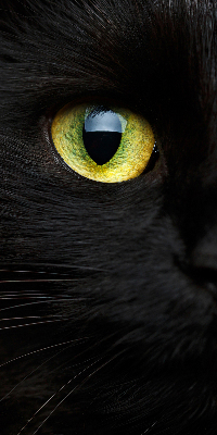 Roleta wewnętrzna Oczy kota